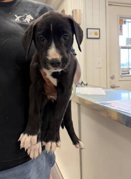 Freida -  Great Dane and Golden Retriever Dog for Adoption in Ontario, California - Freida | PetCurious