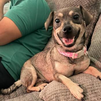 Queenie the Chiweenie -  Chihuahua and Dachshund Dog for Adoption in Houston, Texas - Queenie The Chiweenie | PetCurious