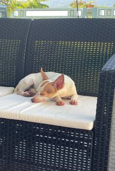 Chihuahua Dogs Available for Adoption - Pepe | PetCurious