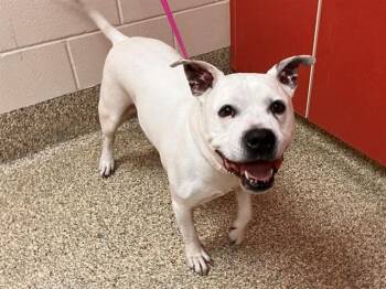 KENNY -  Pit Bull Terrier and Mixed Breed Dog for Adoption in Colorado Springs, Colorado - KENNY | PetCurious