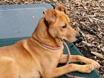 Pippin -  Terrier Dog for Adoption in Ringwood, New Jersey - Pippin | PetCurious