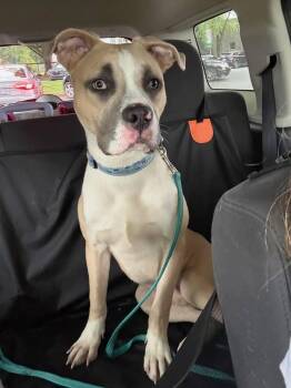 Alfonso -  Pit Bull Terrier Dog for Adoption in Denver, North Carolina - Alfonso | PetCurious
