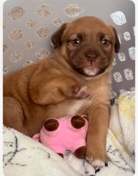 Mixed Breed Dogs Available for Adoption in Columbia, Maryland - Marjorie | PetCurious