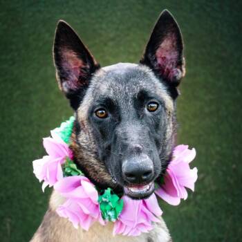 Belgian Shepherd Malinois Dogs Available for Adoption in Lake Jackson, Texas - Linda | PetCurious
