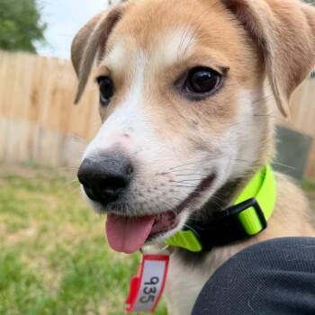 935 (2026) Kiwi -  Shepherd and Mixed Breed Dog for Adoption in Parker, Colorado - 935 (2026) Kiwi | PetCurious