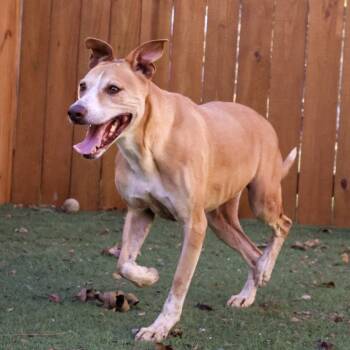 Rescue Retriever and Mixed Breed Dogs for Adoption in Austin, Texas - Arnold JuM | PetCurious