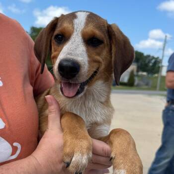 Camila -  Mixed Breed Dog for Adoption in Cape Girardeau, Missouri - Camila | PetCurious