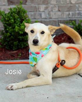 Fox Terrier Dogs Available for Adoption in Gautier, Mississippi - Josie | PetCurious