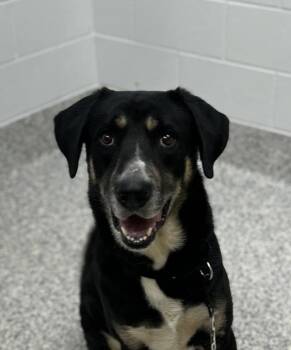 Spots -  German Shepherd Dog and Rhodesian Ridgeback Dog for Adoption in Golden, Colorado - Spots | PetCurious