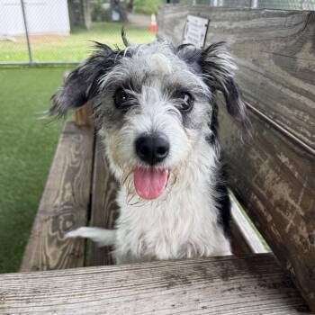 Akira -  Terrier Dog for Adoption in Eatontown, New Jersey - Akira | PetCurious