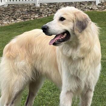 Penny -  Great Pyrenees Dog for Adoption in Cowlesville, New York - Penny | PetCurious