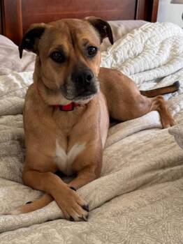 Rescue Pug and Labrador Retriever Dogs for Adoption in Douglasville, Georgia - Mason | PetCurious