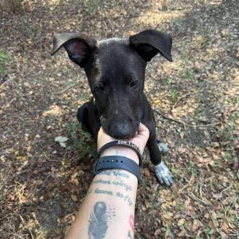 Rescue Labrador Retriever and Border Collie Dogs for Adoption in Austin, Texas - Otis | PetCurious