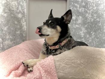 Australian Cattle Dog Blue Heeler Dogs Available for Adoption in Estherville, Iowa - Viola | PetCurious