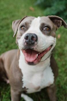 Rescue American Staffordshire Terrier Dogs for Adoption in Ayden, North Carolina - Shelby | PetCurious