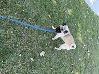 Rescue Pug Dogs for Adoption in Chula Vista, California - Jorge | PetCurious