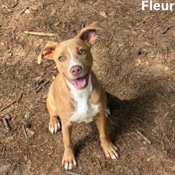 Pit Bull Terrier Dogs Available for Adoption in Little Rock, Arkansas - Fleur | PetCurious