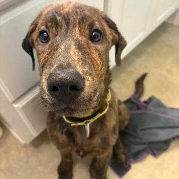 Hoss -  Mixed Breed Dog for Adoption in East Hanover, New Jersey - Hoss | PetCurious
