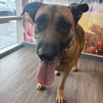 Big Boy Alfi, a.k.a Great Boy sweetie -  German Shepherd Dog and Mastiff Dog for Adoption in Houston, Texas - Big Boy Alfi, A.k.a Great Boy Sweetie | PetCurious