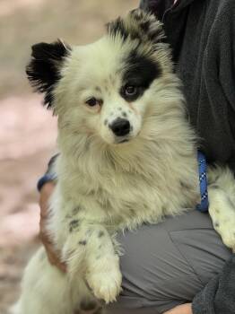 Pomeranian and Shih Tzu Dogs Available for Adoption in Meherrin, Virginia - Jinx | PetCurious