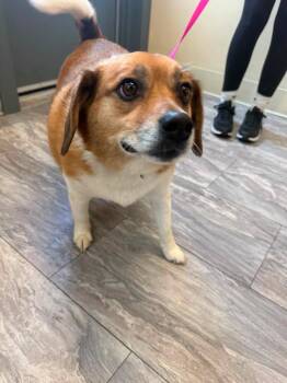 Biskit -  Corgi Dog for Adoption in Rensselaer, Indiana - Biskit | PetCurious