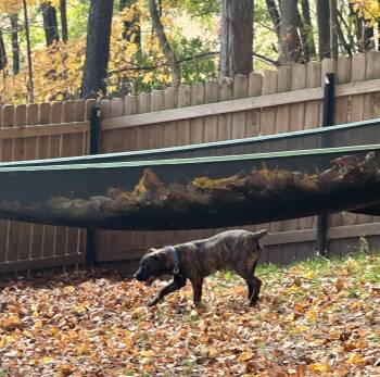 Bruno -  Cane Corso Dog for Adoption in North Freedom, Wisconsin - Bruno | PetCurious