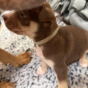 English Bulldog and Pit Bull Terrier Dogs Available for Adoption in Austin, Texas - Mr Worldwide | PetCurious