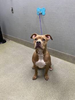WIGGLES -  Pit Bull Terrier Dog for Adoption in Las Vegas, Nevada - WIGGLES | PetCurious