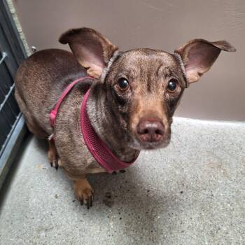 Chihuahua Dogs Available for Adoption - Brandy | PetCurious