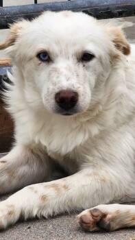 Rescue Retriever and Australian Cattle Dog Blue Heeler Dogs for Adoption in Fort Lupton, Colorado - Lau Lau | PetCurious