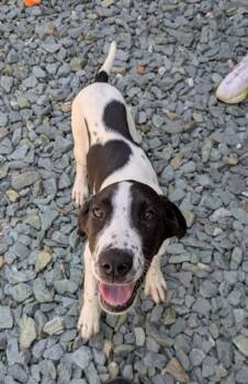 Great Dane and Mixed Breed Dogs Available for Adoption in Leesburg, Virginia - HICKORY | PetCurious