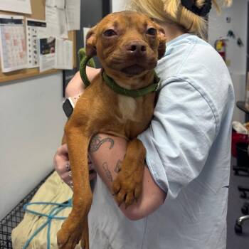 Blob -  Mixed Breed Dog for Adoption in Edwardsville, Illinois - Blob | PetCurious