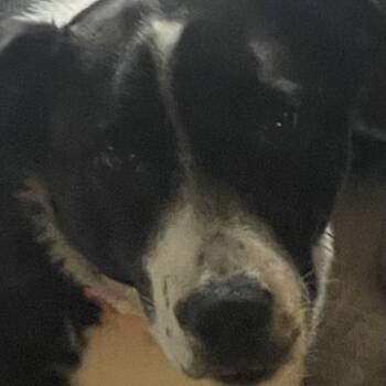 Eliza (In Foster) -  Australian Shepherd Dog for Adoption in Newark, New Jersey - Eliza (In Foster) | PetCurious