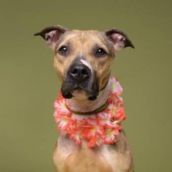 Bailey -  Pit Bull Terrier and Mixed Breed Dog for Adoption in Atlanta, Georgia - Bailey | PetCurious
