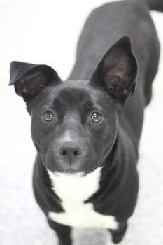 Black Labrador Retriever Dogs Available for Adoption - Raelynn In NH! Come Meet Our Adoptable Dogs Wednesday-Saturday.  | PetCurious