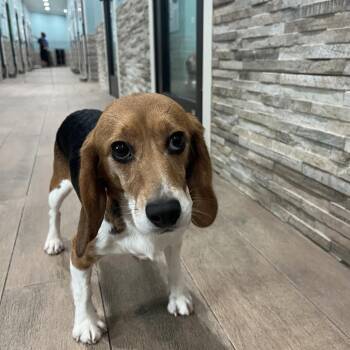 Strawberry Shortcake 0847 -  Beagle Dog for Adoption in Loxahatchee Groves, Florida - Strawberry Shortcake 0847 | PetCurious