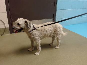 Rescue Lhasa Apso Dogs for Adoption in Moreno Valley, California - SCRUFFY | PetCurious