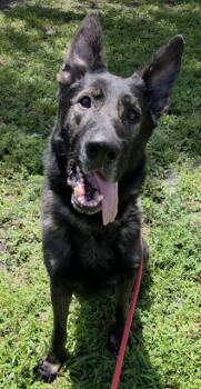 WREXHAM -  German Shepherd Dog Dog for Adoption in Fort Lauderdale, Florida - WREXHAM | PetCurious