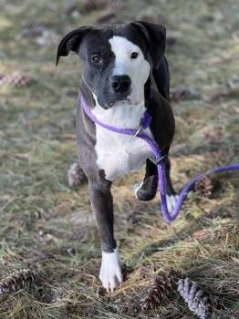 Rescue Pit Bull Terrier and Mixed Breed Dogs for Adoption in Springfield, Illinois - Alfie | PetCurious