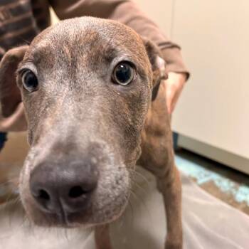 Fuji -  American Staffordshire Terrier and Mixed Breed Dog for Adoption in Woodinville, Washington - Fuji | PetCurious