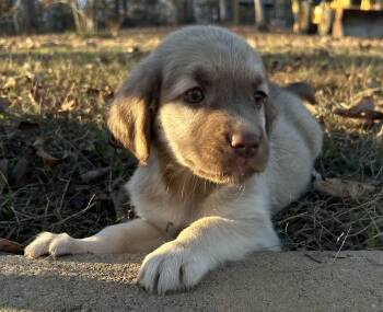Rescue Labradoodle and Shepherd Dogs for Adoption in Warrior, Alabama - Minnie | PetCurious