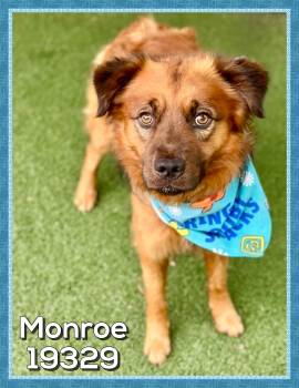 Shepherd and Golden Retriever Dogs Available for Adoption in Marietta, Georgia - MONROE | PetCurious