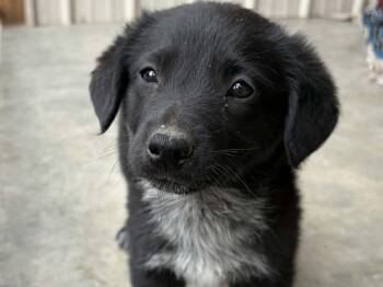 Rook -  Australian Shepherd and Black Labrador Retriever Dog for Adoption in Republic, Washington - Rook | PetCurious