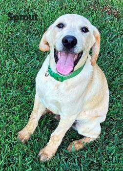 PUPPY SPROUT -  Labrador Retriever Dog for Adoption in Franklin, Tennessee - PUPPY SPROUT | PetCurious