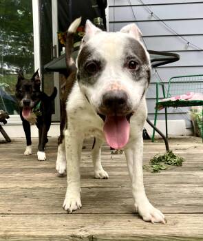 Rescue Pit Bull Terrier and Australian Cattle Dog Blue Heeler Dogs for Adoption in Castleton-on-hudson, New York - Betty (Bonded With Bootsy) Courtesy Listing | PetCurious
