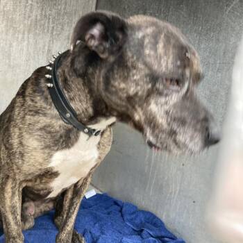 CANE -  Pit Bull Terrier Dog for Adoption in Greensboro, North Carolina - CANE | PetCurious