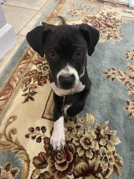 Nutmeg -  Labrador Retriever and Pit Bull Terrier Dog for Adoption in Washington, District Of Columbia - Nutmeg | PetCurious