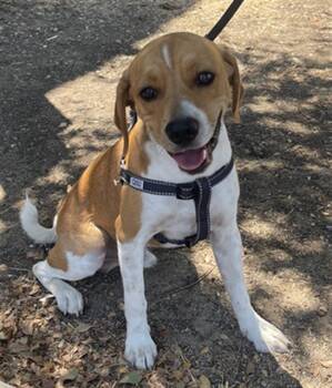 WADDLES -  Mixed Breed Dog for Adoption in Dallas, Texas - WADDLES | PetCurious