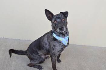 Catahoula Leopard Dog Dogs Available for Adoption in Mckinney, Texas - Ash | PetCurious