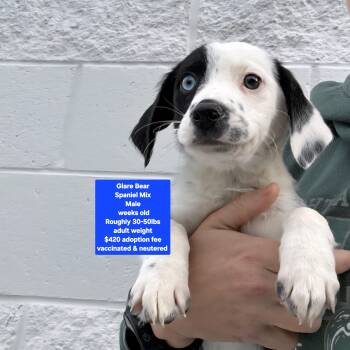 Spaniel Dogs Available for Adoption - Glare Bear | PetCurious